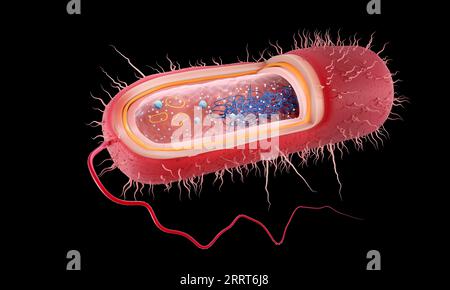 Batterio Gram-negativo a forma di asta, illustrazione Foto Stock