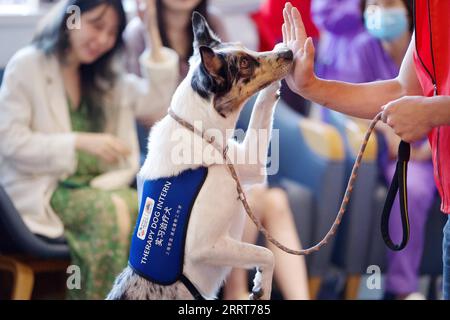 230703 -- SHANGHAI, 3 luglio 2023 -- Un cane terapeutico interagisce con un volontario a Shanghai, Cina orientale, 15 aprile 2023. DA SEGUIRE in tutta la Cina: I compagni pelosi estendono le zampe curative agli esseri umani I COMPAGNI PELOSI CINESI-ANZIANI-PELOSI CN ZhaoxJiale PUBLICATIONxNOTxINxCHN Foto Stock