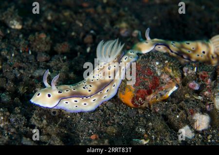 Coppia di Nudibranch di Tryon, Hypselodoris tryoni, Trailing, Wreck Slope dive site, Tulamben, Karangasem, Bali, Indonesia Foto Stock