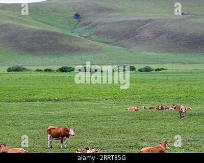 230705 -- HINGGAN LEAGUE, 5 luglio 2023 -- questa foto scattata il 5 luglio 2023 mostra lo scenario estivo della prateria Ulan Mod nella Horqin Right Wing Front Banner della Hinggan League, nella regione autonoma della Mongolia interna della Cina settentrionale. CHINA-INNER MONGOLIA-HINGGAN LEAGUE-ULAN MOD GRASSLAND-LANDSCAPE CN BEIXHE PUBLICATIONXNOTXINXCHN Foto Stock