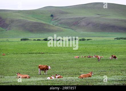 230705 -- HINGGAN LEAGUE, 5 luglio 2023 -- questa foto scattata il 5 luglio 2023 mostra lo scenario estivo della prateria Ulan Mod nella Horqin Right Wing Front Banner della Hinggan League, nella regione autonoma della Mongolia interna della Cina settentrionale. CHINA-INNER MONGOLIA-HINGGAN LEAGUE-ULAN MOD GRASSLAND-LANDSCAPE CN BEIXHE PUBLICATIONXNOTXINXCHN Foto Stock