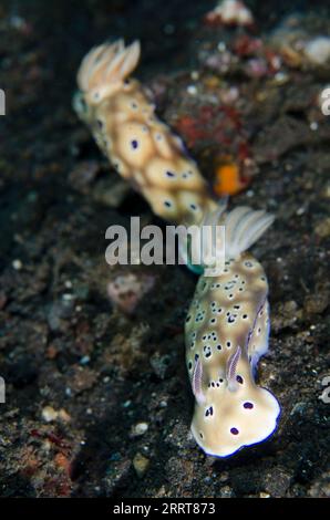 Coppia di Nudibranch di Tryon, Hypselodoris tryoni, Trailing, Wreck Slope dive site, Tulamben, Karangasem, Bali, Indonesia Foto Stock