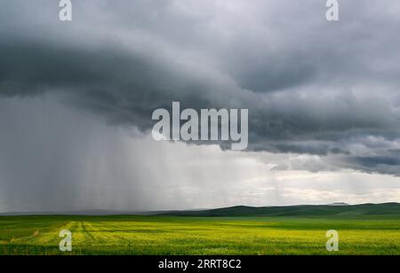 230706 -- TONGLIAO, 6 luglio 2023 -- questa foto scattata il 5 luglio 2023 mostra il paesaggio della prateria a Holin Gol, nella regione autonoma della Mongolia interna della Cina settentrionale. La pittoresca prateria di Holin Gol, situata all'incrocio tra la prateria di Horqin, la prateria di Xilin Gol e la prateria di Hulunbuir, è una delle praterie primitive della regione autonoma della Mongolia interna. CHINA-INNER MONGOLIA-HOLIN GOL-GRASSLAND CN LIANXZHEN PUBLICATIONXNOTXINXCHN Foto Stock