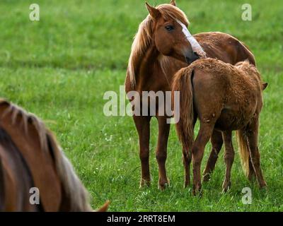 230706 -- TONGLIAO, 6 luglio 2023 -- questa foto scattata il 5 luglio 2023 mostra cavalli sulla prateria di Holin Gol, nella regione autonoma della Mongolia interna della Cina settentrionale. La pittoresca prateria di Holin Gol, situata all'incrocio tra la prateria di Horqin, la prateria di Xilin Gol e la prateria di Hulunbuir, è una delle praterie primitive della regione autonoma della Mongolia interna. CHINA-INNER MONGOLIA-HOLIN GOL-GRASSLAND CN LIANXZHEN PUBLICATIONXNOTXINXCHN Foto Stock