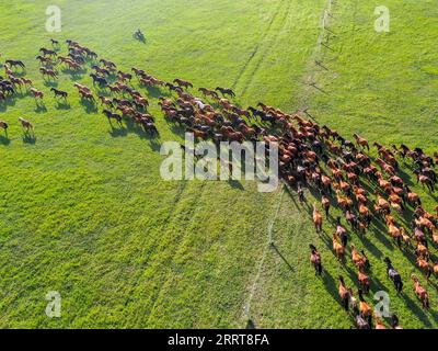 230706 -- TONGLIAO, 6 luglio 2023 -- questa foto aerea scattata il 5 luglio 2023 mostra cavalli che corrono sulla prateria di Holin Gol, nella regione autonoma della Mongolia interna della Cina settentrionale. La pittoresca prateria di Holin Gol, situata all'incrocio tra la prateria di Horqin, la prateria di Xilin Gol e la prateria di Hulunbuir, è una delle praterie primitive della regione autonoma della Mongolia interna. CHINA-INNER MONGOLIA-HOLIN GOL-GRASSLAND CN LIANXZHEN PUBLICATIONXNOTXINXCHN Foto Stock