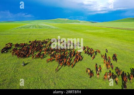 230706 -- TONGLIAO, 6 luglio 2023 -- questa foto aerea scattata il 5 luglio 2023 mostra cavalli che corrono sulla prateria di Holin Gol, nella regione autonoma della Mongolia interna della Cina settentrionale. La pittoresca prateria di Holin Gol, situata all'incrocio tra la prateria di Horqin, la prateria di Xilin Gol e la prateria di Hulunbuir, è una delle praterie primitive della regione autonoma della Mongolia interna. CHINA-INNER MONGOLIA-HOLIN GOL-GRASSLAND CN LIANXZHEN PUBLICATIONXNOTXINXCHN Foto Stock
