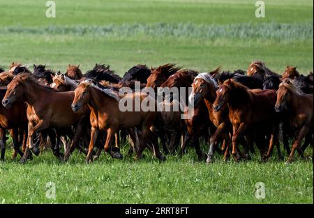 230706 -- TONGLIAO, 6 luglio 2023 -- questa foto scattata il 5 luglio 2023 mostra cavalli che corrono sulla prateria di Holin Gol, nella regione autonoma della Mongolia interna della Cina settentrionale. La pittoresca prateria di Holin Gol, situata all'incrocio tra la prateria di Horqin, la prateria di Xilin Gol e la prateria di Hulunbuir, è una delle praterie primitive della regione autonoma della Mongolia interna. CHINA-INNER MONGOLIA-HOLIN GOL-GRASSLAND CN LIANXZHEN PUBLICATIONXNOTXINXCHN Foto Stock