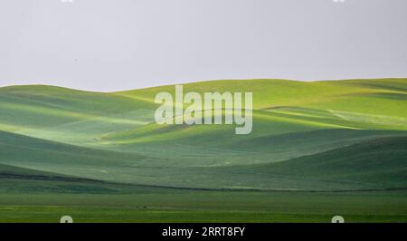 230706 -- TONGLIAO, 6 luglio 2023 -- questa foto scattata il 5 luglio 2023 mostra il paesaggio della prateria a Holin Gol, nella regione autonoma della Mongolia interna della Cina settentrionale. La pittoresca prateria di Holin Gol, situata all'incrocio tra la prateria di Horqin, la prateria di Xilin Gol e la prateria di Hulunbuir, è una delle praterie primitive della regione autonoma della Mongolia interna. CHINA-INNER MONGOLIA-HOLIN GOL-GRASSLAND CN LIANXZHEN PUBLICATIONXNOTXINXCHN Foto Stock