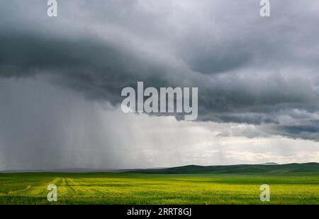 230706 -- TONGLIAO, 6 luglio 2023 -- questa foto scattata il 5 luglio 2023 mostra il paesaggio della prateria a Holin Gol, nella regione autonoma della Mongolia interna della Cina settentrionale. La pittoresca prateria di Holin Gol, situata all'incrocio tra la prateria di Horqin, la prateria di Xilin Gol e la prateria di Hulunbuir, è una delle praterie primitive della regione autonoma della Mongolia interna. CHINA-INNER MONGOLIA-HOLIN GOL-GRASSLAND CN LIANXZHEN PUBLICATIONXNOTXINXCHN Foto Stock