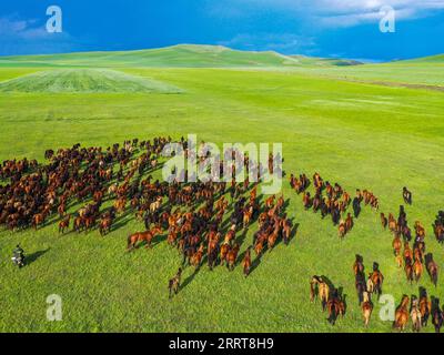 230706 -- TONGLIAO, 6 luglio 2023 -- questa foto aerea scattata il 5 luglio 2023 mostra cavalli che corrono sulla prateria di Holin Gol, nella regione autonoma della Mongolia interna della Cina settentrionale. La pittoresca prateria di Holin Gol, situata all'incrocio tra la prateria di Horqin, la prateria di Xilin Gol e la prateria di Hulunbuir, è una delle praterie primitive della regione autonoma della Mongolia interna. CHINA-INNER MONGOLIA-HOLIN GOL-GRASSLAND CN LIANXZHEN PUBLICATIONXNOTXINXCHN Foto Stock