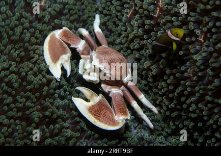 Granchio di porcellana, Neopetrolisthes maculatus, con pesci anfibia, anfiprion polymnus e gamberetti commensali, Periclimenes sp, On Giant Carpet A Foto Stock