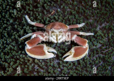 Granchio di porcellana, Neopetrolisthes maculatus, con gamberetti Commensali, Periclimenes sp, On Giant Carpet Anemone, Stichodactyla gigantea, sito di immersione Melasti, Foto Stock