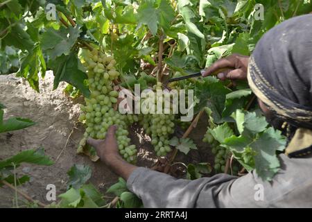 230708 -- KANDAHAR, 8 luglio 2023 -- un agricoltore afghano raccoglie uva in un vigneto nel distretto di Zhari nella provincia di Kandahar, Afghanistan meridionale, 8 luglio 2023. L'uva è una coltura orticola popolare in Afghanistan a causa della loro elevata produttività e del loro valore economico. Le uve sono prodotte in Afghanistan per il consumo di alimenti freschi e per la lavorazione dell'uva passa. Foto di /Xinhua AFGHANISTAN-KANDAHAR-HARVEST-GRAPES Arghand PUBLICATIONxNOTxINxCHN Foto Stock