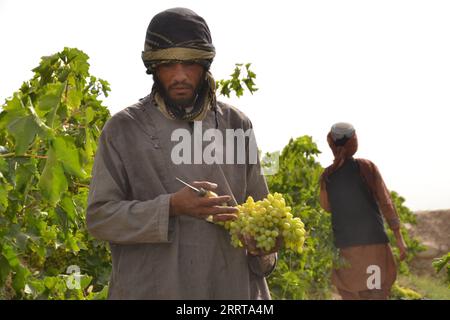 230708 -- KANDAHAR, 8 luglio 2023 -- un agricoltore afghano detiene un mucchio di uva in un vigneto nel distretto di Zhari nella provincia di Kandahar, Afghanistan meridionale, 8 luglio 2023. L'uva è una coltura orticola popolare in Afghanistan a causa della loro elevata produttività e del loro valore economico. Le uve sono prodotte in Afghanistan per il consumo di alimenti freschi e per la lavorazione dell'uva passa. Foto di /Xinhua AFGHANISTAN-KANDAHAR-HARVEST-GRAPES Arghand PUBLICATIONxNOTxINxCHN Foto Stock