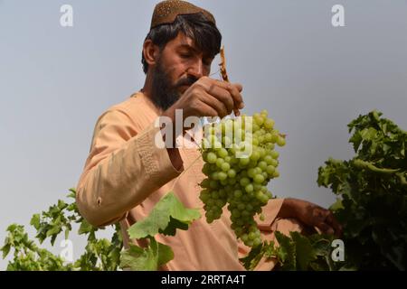 230708 -- KANDAHAR, 8 luglio 2023 -- un agricoltore afghano raccoglie uva in un vigneto nel distretto di Zhari nella provincia di Kandahar, Afghanistan meridionale, 8 luglio 2023. L'uva è una coltura orticola popolare in Afghanistan a causa della loro elevata produttività e del loro valore economico. Le uve sono prodotte in Afghanistan per il consumo di alimenti freschi e per la lavorazione dell'uva passa. Foto di /Xinhua AFGHANISTAN-KANDAHAR-HARVEST-GRAPES Arghand PUBLICATIONxNOTxINxCHN Foto Stock