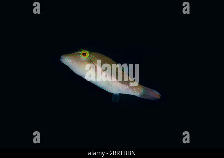 Whitebelly Toby, Canthigaster bennetti, sito di immersione Melasti, Tulamben, Karangasem Regency, Bali, Indonesia Foto Stock