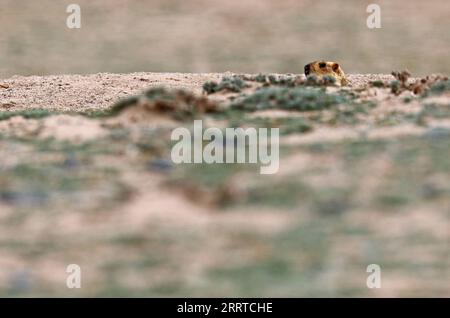 230716 -- ALTUN MOUNTAINS, 16 luglio 2023 -- questa foto scattata il 5 luglio 2023 mostra una marmotta himalayana dell'Himalaya nella riserva naturale nazionale delle montagne di Altun nella regione autonoma dello Xinjiang Uygur della Cina nord-occidentale. RISERVA NATURALE NAZIONALE DELLE MONTAGNE DI CINA-XINJIANG-ALTUN-ANIMALI SELVATICI CN WANGXPENG PUBLICATIONXNOTXINXCHN Foto Stock