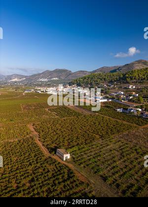 I campi di vigneti nel villaggio di Lliber, Costa Blanca, Spagna - foto ufficiale Foto Stock