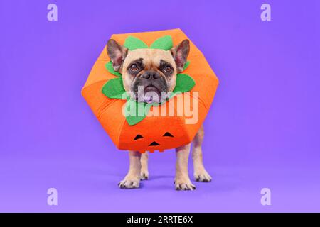 Cane Bulldog francese vestito con divertente costume di Halloween alla zucca a sfondo viola Foto Stock