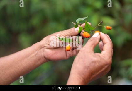 230726 -- JINPING, 26 luglio 2023 -- Zhang Puzhong raccoglie alcune bacche selvatiche per i suoi nipoti nella foresta vicino al villaggio di Xiaxinzhai, Zhemi Township, Jinping County, Honghe Hani e Yi, provincia dello Yunnan della Cina sud-occidentale, 23 luglio 2023. Dopo giorni di riflessione, Zhang Puzhong decise di fare qualcosa di istruttivo ai suoi nipoti: Riportarli nella foresta che abitava da bambino più di 60 anni fa. Questo è molto importante. So quanto sono felice oggi perché non dimentico mai quanto fosse amara la mia vita in passato, ha detto Zhang. Zhang è un Kucong di 70 anni residente in Foto Stock