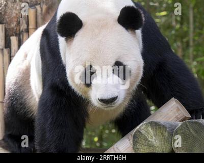 230711 -- SEOUL, 11 luglio 2023 -- questa foto mostra il panda gigante le Bao a Yongin, Corea del Sud. Ai Bao, un panda gigante affittato dalla Cina alla Corea del Sud sette anni fa, ha dato alla luce cuccioli gemelli il 7 luglio. /Handout via Xinhua COREA DEL SUD-GIGANTE PANDA-TWIN-BIRTH EverlandxResort PUBLICATIONxNOTxINxCHN Foto Stock