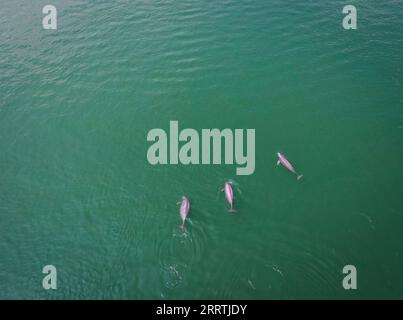 230727 -- WUHAN, 27 luglio 2023 -- questa foto aerea scattata l'11 maggio 2021 mostra tre focene senza pinne dello Yangtze che nuotano nella sezione del fiume Yangtze a Yichang, nella provincia di Hubei nella Cina centrale. Tre generazioni di ricercatori presso l'Istituto di idrobiologia, l'Accademia cinese delle scienze CAS hanno trascorso decenni a salvare e curare specie a rischio: Il delfino Baiji e la porcellina senza pinne Yangtze. Quest'ultimo è soprannominato l'angelo sorridente del fiume Yangtze, in quanto le sue labbra leggermente ricciose assomigliano a quelle di una persona sorridente. Il delfino Baiji Qi Qi è morto nel luglio 2002 dopo aver vissuto per mo Foto Stock