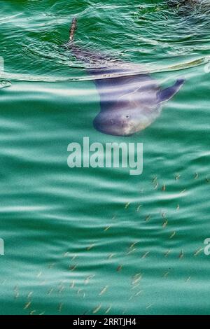 230727 -- WUHAN, 27 luglio 2023 -- A Yangtze finless porpoise Hunts for food in the section of Yangtze River in Yichang City, Central China S Hubei Province, 19 febbraio 2023. Tre generazioni di ricercatori presso l'Istituto di idrobiologia, l'Accademia cinese delle scienze CAS hanno trascorso decenni a salvare e curare specie a rischio: Il delfino Baiji e la porcellina senza pinne Yangtze. Quest'ultimo è soprannominato l'angelo sorridente del fiume Yangtze, in quanto le sue labbra leggermente ricciose assomigliano a quelle di una persona sorridente. Il delfino Baiji Qi Qi è morto nel luglio 2002 dopo aver vissuto per più di 22 anni al B Foto Stock