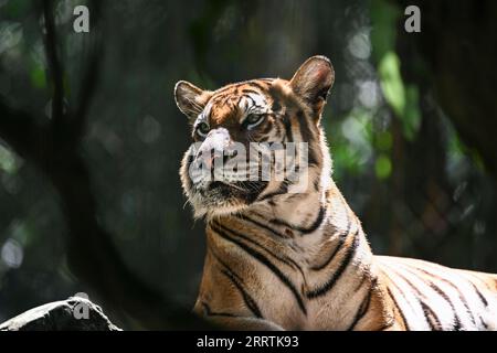 230729 -- KUALA LUMPUR, 29 luglio 2023 -- Una tigre malese è raffigurata allo Zoo Negara vicino a Kuala Lumpur, Malesia, 23 luglio 2023. La giornata internazionale della tigre viene celebrata il 29 luglio di ogni anno. MALESIA-KUALA LUMPUR-INT L TIGER DAY-MALAYAN TIGERS CHENGXYIHENG PUBLICATIONXNOTXINXCHN Foto Stock