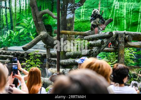 230730 -- MOSCA, 30 luglio 2023 -- Panda gigante Ruyi mangia bambù durante la sua festa di compleanno allo zoo di Mosca, capitale della Russia, 30 luglio 2023. Due panda giganti cinesi, Ruyi e Dingding, che vivono allo zoo di Mosca dal 2019, hanno festeggiato il loro compleanno in Russia domenica. RUSSIA-MOSCA-PANDA GIGANTE-COMPLEANNO CaoxYang PUBLICATIONxNOTxINxCHN Foto Stock