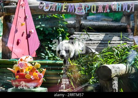 230730 -- MOSCA, 30 luglio 2023 -- il panda gigante Dingding è visto durante la celebrazione del suo compleanno allo zoo di Mosca, capitale della Russia, 30 luglio 2023. Due panda giganti cinesi, Ruyi e Dingding, che vivono allo zoo di Mosca dal 2019, hanno festeggiato il loro compleanno in Russia domenica. RUSSIA-MOSCA-PANDA GIGANTE-COMPLEANNO CaoxYang PUBLICATIONxNOTxINxCHN Foto Stock