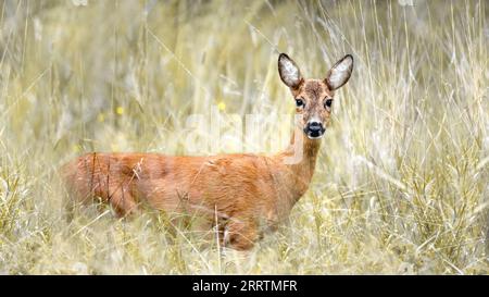 Un primo piano di un cervo in erba alta e secca guardando la telecamera Foto Stock