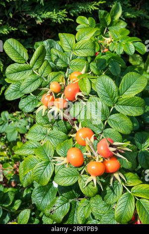 Grandi fianchi di rosa rugosa. Foto Stock