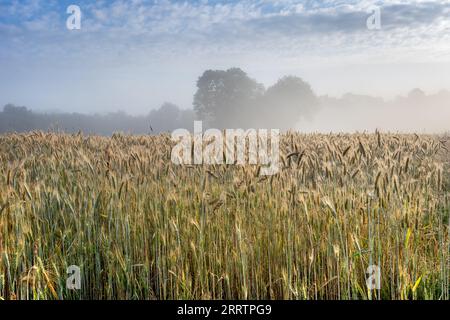 La nebbia del mattino presto si dissolve su un campo di orzo. Foto Stock