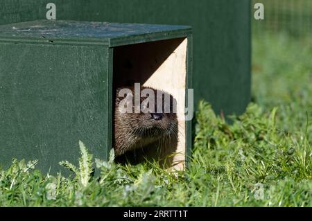 Lontra eurasiatica (Lutra lutra) giovanile che guarda fuori da holt artificiale. Foto Stock