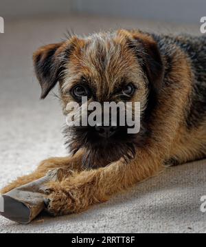 Border Terrier. Cucciolo che tiene il tubo di cartone con i piedi anteriori. Foto Stock
