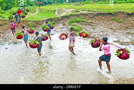 230818 -- CHATTOGRAM, 18 agosto 2023 -- gli agricoltori portano sulle spalle guavas appena raccolte in un mercato locale a Chattogram, Bangladesh, il 17 agosto 2023. BANGLADESH-CHATTOGRAM-GUAVA-FARMING Salim PUBLICATIONxNOTxINxCHN Foto Stock