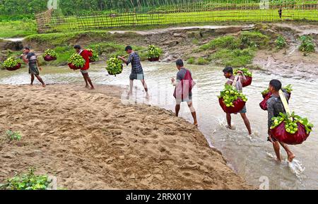 230818 -- CHATTOGRAM, 18 agosto 2023 -- gli agricoltori portano sulle spalle guavas appena raccolte in un mercato locale a Chattogram, Bangladesh, il 17 agosto 2023. BANGLADESH-CHATTOGRAM-GUAVA-FARMING Salim PUBLICATIONxNOTxINxCHN Foto Stock