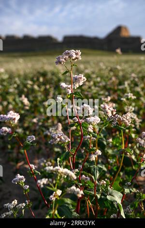 230819 -- YANCHI, 19 agosto 2023 -- questa foto scattata il 18 agosto 2023 mostra fiori di grano saraceno fioriti nella contea di Yanchi, nella regione autonoma Ningxia Hui della Cina nordoccidentale. Con una superficie di coltivazione totale di 661.000 mu circa 44.067 ettari quest'anno, il grano saraceno nella contea di Yanchi è in piena fioritura. CHINA-NINGXIA-YANCHI COUNTY-FIORI DI GRANO SARACENO CN WANGXPENG PUBLICATIONXNOTXINXCHN Foto Stock