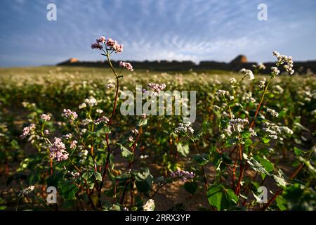 230819 -- YANCHI, 19 agosto 2023 -- questa foto scattata il 18 agosto 2023 mostra fiori di grano saraceno fioriti nella contea di Yanchi, nella regione autonoma Ningxia Hui della Cina nordoccidentale. Con una superficie di coltivazione totale di 661.000 mu circa 44.067 ettari quest'anno, il grano saraceno nella contea di Yanchi è in piena fioritura. CHINA-NINGXIA-YANCHI COUNTY-FIORI DI GRANO SARACENO CN WANGXPENG PUBLICATIONXNOTXINXCHN Foto Stock