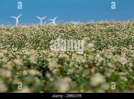 230819 -- YANCHI, 19 agosto 2023 -- questa foto scattata il 18 agosto 2023 mostra fiori di grano saraceno fioriti nella contea di Yanchi, nella regione autonoma Ningxia Hui della Cina nordoccidentale. Con una superficie di coltivazione totale di 661.000 mu circa 44.067 ettari quest'anno, il grano saraceno nella contea di Yanchi è in piena fioritura. CHINA-NINGXIA-YANCHI COUNTY-FIORI DI GRANO SARACENO CN FENGXKAIHUA PUBLICATIONXNOTXINXCHN Foto Stock