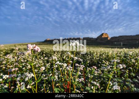 230819 -- YANCHI, 19 agosto 2023 -- questa foto scattata il 18 agosto 2023 mostra fiori di grano saraceno fioriti nella contea di Yanchi, nella regione autonoma Ningxia Hui della Cina nordoccidentale. Con una superficie di coltivazione totale di 661.000 mu circa 44.067 ettari quest'anno, il grano saraceno nella contea di Yanchi è in piena fioritura. CHINA-NINGXIA-YANCHI COUNTY-FIORI DI GRANO SARACENO CN FENGXKAIHUA PUBLICATIONXNOTXINXCHN Foto Stock