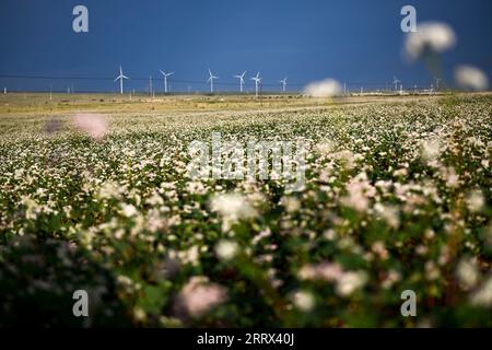 230819 -- YANCHI, 19 agosto 2023 -- questa foto scattata il 18 agosto 2023 mostra fiori di grano saraceno fioriti nella contea di Yanchi, nella regione autonoma Ningxia Hui della Cina nordoccidentale. Con una superficie di coltivazione totale di 661.000 mu circa 44.067 ettari quest'anno, il grano saraceno nella contea di Yanchi è in piena fioritura. CHINA-NINGXIA-YANCHI COUNTY-FIORI DI GRANO SARACENO CN WANGXPENG PUBLICATIONXNOTXINXCHN Foto Stock