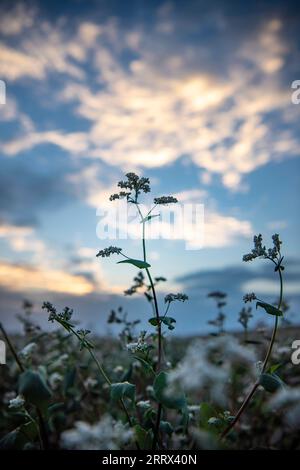 230819 -- YANCHI, 19 agosto 2023 -- questa foto scattata il 18 agosto 2023 mostra fiori di grano saraceno fioriti nella contea di Yanchi, nella regione autonoma Ningxia Hui della Cina nordoccidentale. Con una superficie di coltivazione totale di 661.000 mu circa 44.067 ettari quest'anno, il grano saraceno nella contea di Yanchi è in piena fioritura. CHINA-NINGXIA-YANCHI COUNTY-FIORI DI GRANO SARACENO CN FENGXKAIHUA PUBLICATIONXNOTXINXCHN Foto Stock