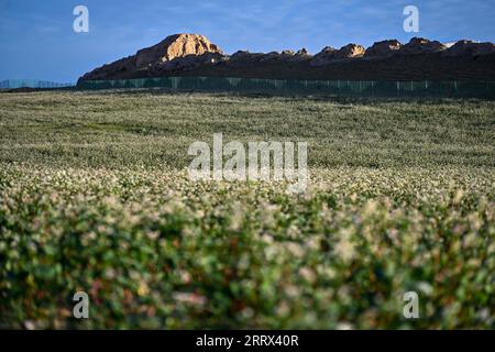 230819 -- YANCHI, 19 agosto 2023 -- questa foto scattata il 18 agosto 2023 mostra fiori di grano saraceno fioriti nella contea di Yanchi, nella regione autonoma Ningxia Hui della Cina nordoccidentale. Con una superficie di coltivazione totale di 661.000 mu circa 44.067 ettari quest'anno, il grano saraceno nella contea di Yanchi è in piena fioritura. CHINA-NINGXIA-YANCHI COUNTY-FIORI DI GRANO SARACENO CN LIUXJINHAI PUBLICATIONXNOTXINXCHN Foto Stock