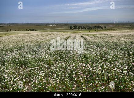 230819 -- YANCHI, 19 agosto 2023 -- questa foto scattata il 18 agosto 2023 mostra fiori di grano saraceno fioriti nella contea di Yanchi, nella regione autonoma Ningxia Hui della Cina nordoccidentale. Con una superficie di coltivazione totale di 661.000 mu circa 44.067 ettari quest'anno, il grano saraceno nella contea di Yanchi è in piena fioritura. CHINA-NINGXIA-YANCHI COUNTY-FIORI DI GRANO SARACENO CN WANGXPENG PUBLICATIONXNOTXINXCHN Foto Stock