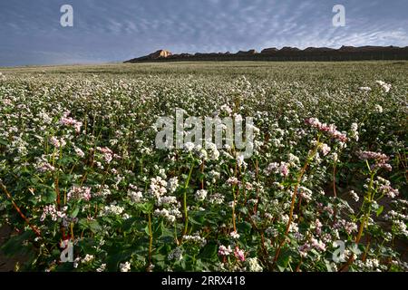 230819 -- YANCHI, 19 agosto 2023 -- questa foto scattata il 18 agosto 2023 mostra fiori di grano saraceno fioriti nella contea di Yanchi, nella regione autonoma Ningxia Hui della Cina nordoccidentale. Con una superficie di coltivazione totale di 661.000 mu circa 44.067 ettari quest'anno, il grano saraceno nella contea di Yanchi è in piena fioritura. CHINA-NINGXIA-YANCHI COUNTY-FIORI DI GRANO SARACENO CN WANGXPENG PUBLICATIONXNOTXINXCHN Foto Stock