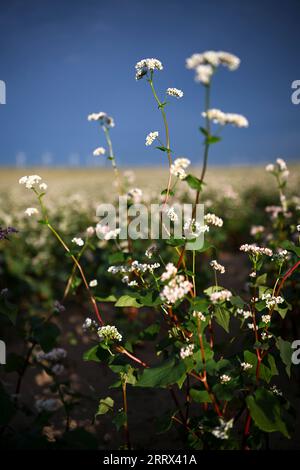 230819 -- YANCHI, 19 agosto 2023 -- questa foto scattata il 18 agosto 2023 mostra fiori di grano saraceno fioriti nella contea di Yanchi, nella regione autonoma Ningxia Hui della Cina nordoccidentale. Con una superficie di coltivazione totale di 661.000 mu circa 44.067 ettari quest'anno, il grano saraceno nella contea di Yanchi è in piena fioritura. CHINA-NINGXIA-YANCHI COUNTY-FIORI DI GRANO SARACENO CN WANGXPENG PUBLICATIONXNOTXINXCHN Foto Stock