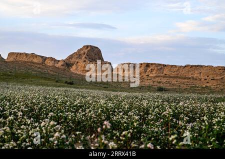 230819 -- YANCHI, 19 agosto 2023 -- questa foto scattata il 18 agosto 2023 mostra fiori di grano saraceno fioriti nella contea di Yanchi, nella regione autonoma Ningxia Hui della Cina nordoccidentale. Con una superficie di coltivazione totale di 661.000 mu circa 44.067 ettari quest'anno, il grano saraceno nella contea di Yanchi è in piena fioritura. CHINA-NINGXIA-YANCHI COUNTY-FIORI DI GRANO SARACENO CN LIANXZHEN PUBLICATIONXNOTXINXCHN Foto Stock