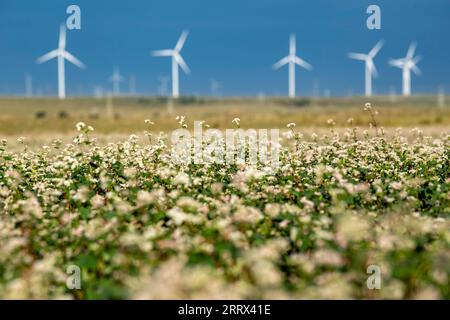 230819 -- YANCHI, 19 agosto 2023 -- questa foto scattata il 18 agosto 2023 mostra fiori di grano saraceno fioriti nella contea di Yanchi, nella regione autonoma Ningxia Hui della Cina nordoccidentale. Con una superficie di coltivazione totale di 661.000 mu circa 44.067 ettari quest'anno, il grano saraceno nella contea di Yanchi è in piena fioritura. CHINA-NINGXIA-YANCHI COUNTY-FIORI DI GRANO SARACENO CN FENGXKAIHUA PUBLICATIONXNOTXINXCHN Foto Stock
