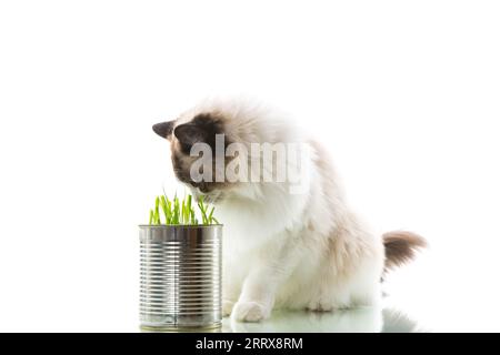 gatto razza Ragdoll mangia erba da una lattina, isolato su uno sfondo bianco Foto Stock